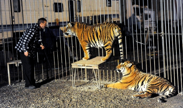 Il circo Orfei si difende dalle polemiche social (Foto Archivio)