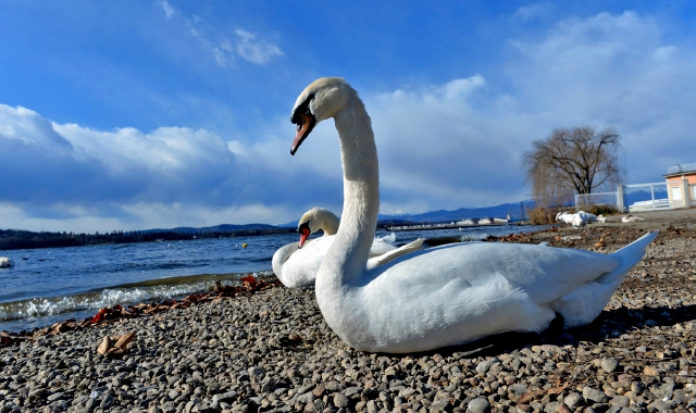 In costante aumento i cigni sul lago di Varese: censiti 72 esemplari 