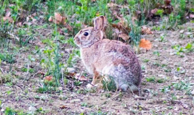 Si moltiplicano le minilepri presenti nel parco: occorre affrontare la situazione