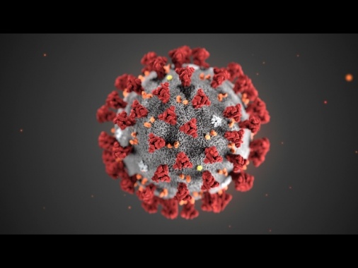 Coronavirus: test su topi possibile vacc