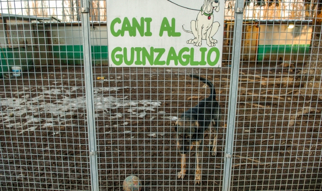 Nuova gestione nel canile di via degli Aceri (Foto Blitz)