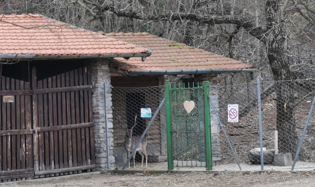 Il Parco Daini di Agra è pronto a riaprire dopo un lento declino che ha visto progressivamente sparire gli animali ospitatiarriveranno altri quattro daini, per la gioia di bambini e turisti