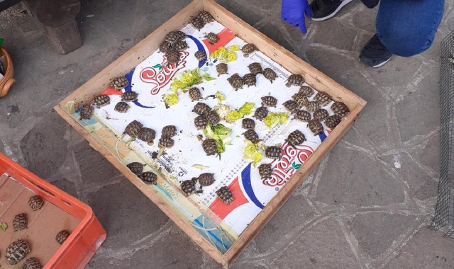 Le tartarughe trovate nel giardino di Uboldo