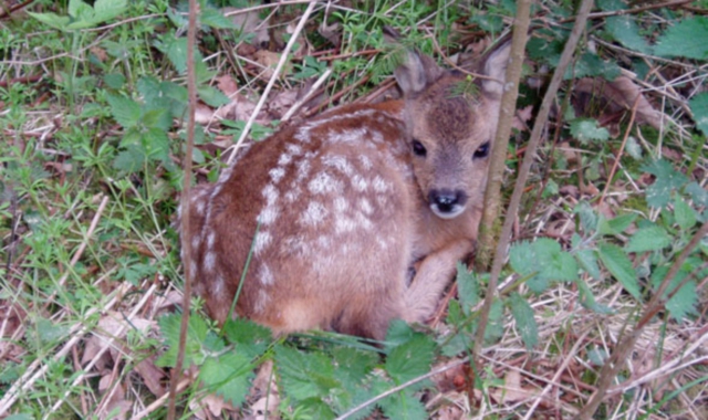 Un capriolo tra gli alberi (Foto Archivio)