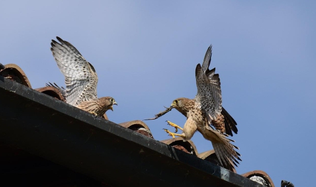 La famiglia di gheppi che abita al Castello di Legnano fotografata da Rocco Piscioneri (Foto Redazione)