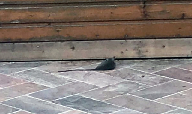 Un poco simpatico topolino (foto Redazione)