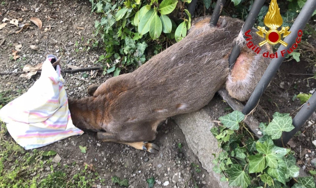 Il capriolo intrappolato nella recinzione (foto Vigili del fuoco)