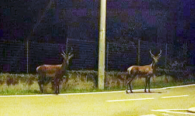 Cervi a passeggio a Tradate