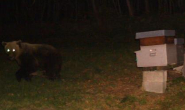 L’orso scappa. Spaventato dal flash