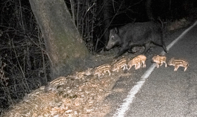 “Marines” contro i cinghiali