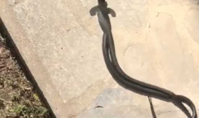 I serpenti uniti in passione