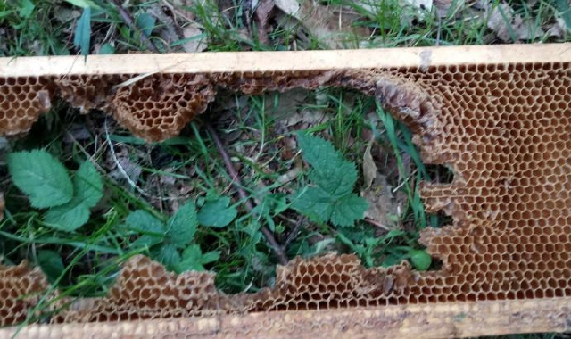 L’impronta dell’orso (foto Redazione)