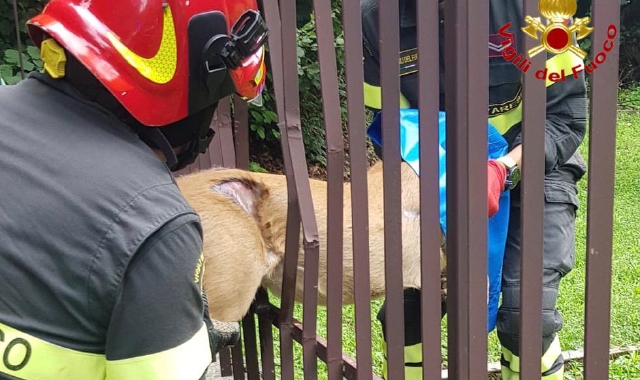 I vigili del fuoco al lavoro per salvare il capriolo (foto Vigili del fuoco)