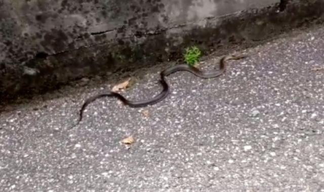 Il serpente avvistato dal nostro lettore nel cortile della propria abitazione a Giubiano