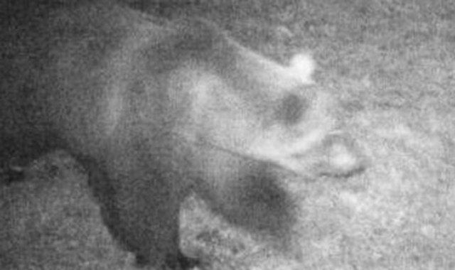L’orso immortalato dalle fototrappole in una delle sue precedenti uscite (Archivio)
