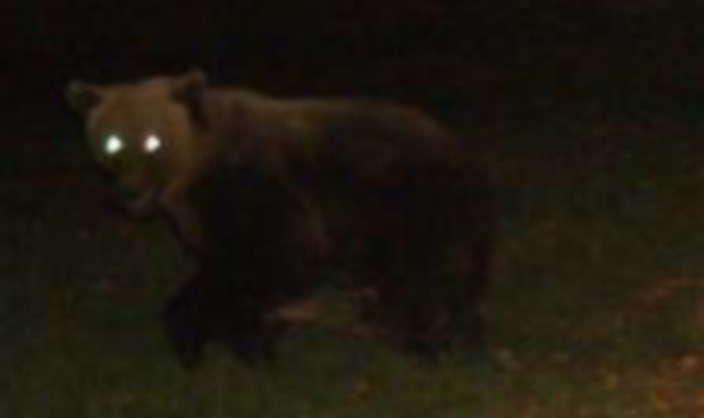 L’orso spaventato dal flash (Foto Archivio)
