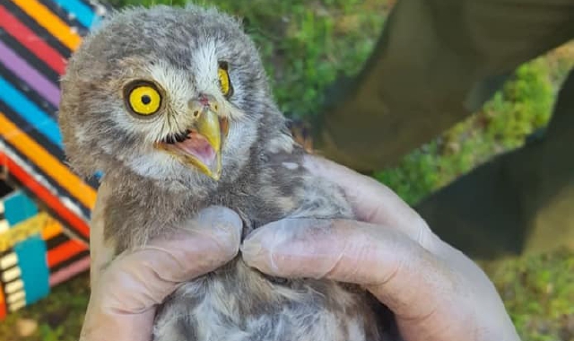 Il cucciolo di civetta salvato