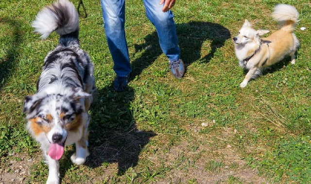 Area cani anche alla Schiranna