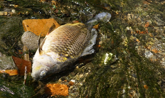 Una carpa trovata lungo il corso del fiume Olona (foto Redazione)