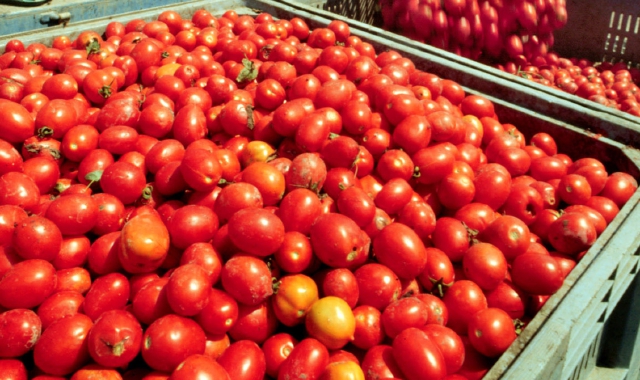 Dai pomodori si possono ricavare anche dei cosmetici (Ansa)