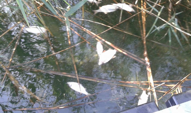 Una moria di pesci  (Foto Archivio)