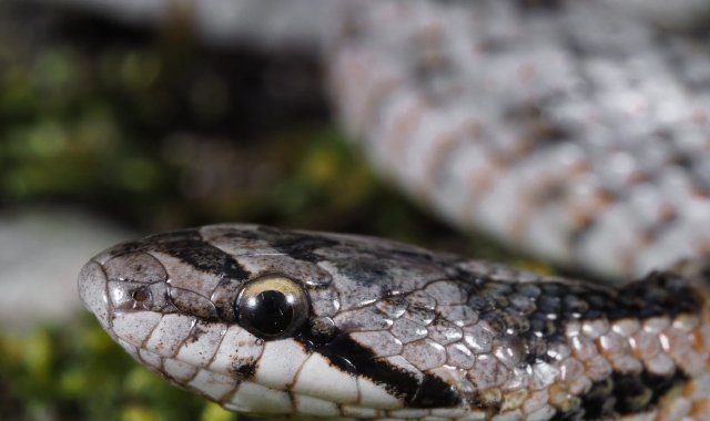 Raro serpente nel Parco Ticino