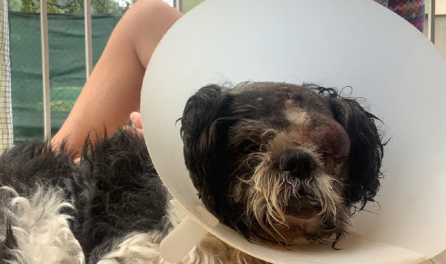 Neu Samir, il piccolo Shih tzu uscito malconcio dallo scontro con un Amstaff