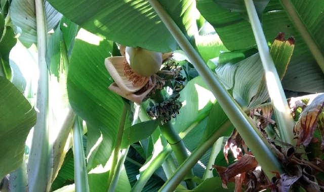 La pianta di banane dove è  spuntato il casco (foto Redazione)