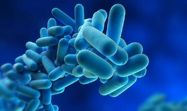 Legionella (foto redazione)