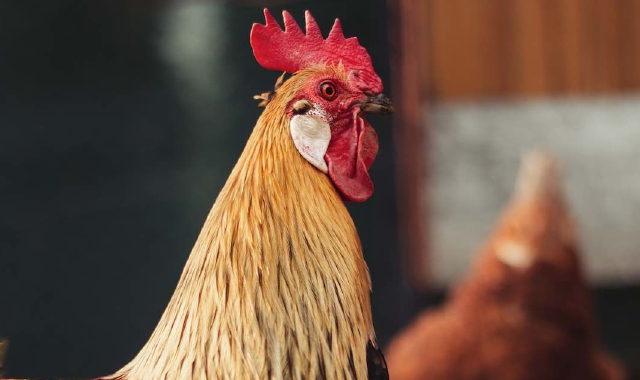 «Signor sindaco, quel gallo mi sveglia»
