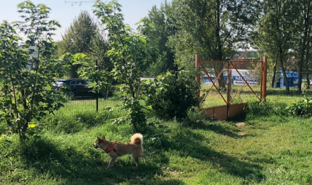 La società Seprio Servizi studia un progetto per ampliare a Tradate le aree verdi destinate ai cani (foto Redazione)