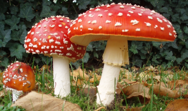 Attenzione ai funghi velenosi (foto Archivio)