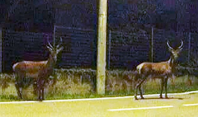 Nella zona di Uboldo sono stati avvistati due cervi (Foto Redazione)