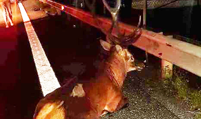 Sono sempre più frequenti i casi di animali feriti sulle strade (Foto Blitz)