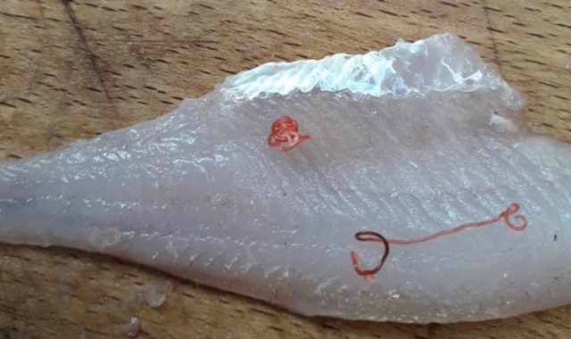 Il parassita contenuto in alcuni esemplari di pesce persico (foto Redazione)