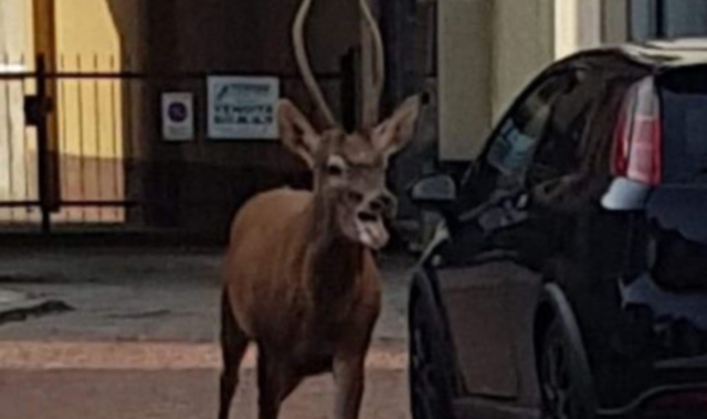 Il cervo che passeggiava per le strade di Lonate Pozzolo
