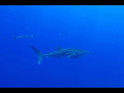 A Sharm el Sheikh squalo attacca dodicenne, mano amputata