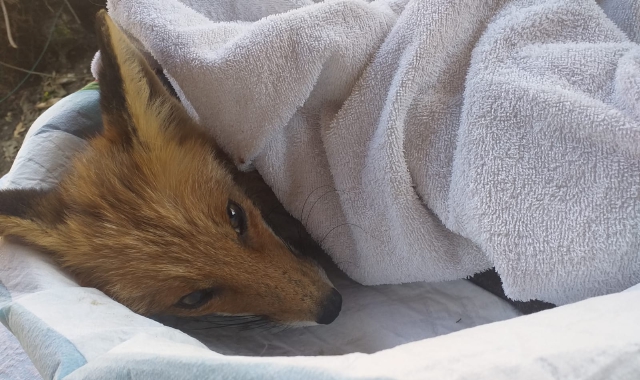 Una volpe curata al Rifugio Animali Felici di Brissago Valtravaglia (foto Redazione)