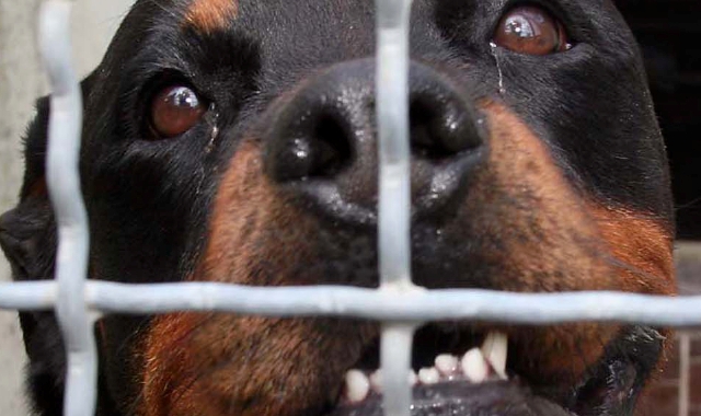 L’improvviso attacco da parte del rottweiler è avvenuto giovedì pomeriggio in corso 20 Settembre