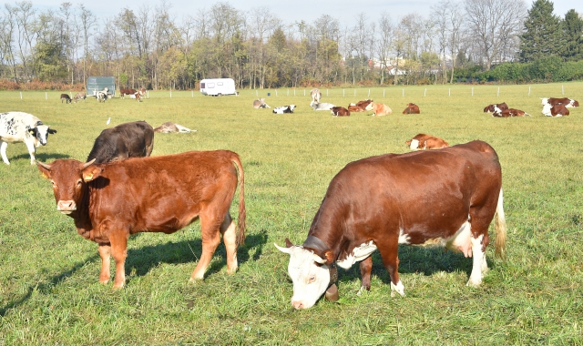 Le mucche al pascolo in via Novara (Pubblifoto)