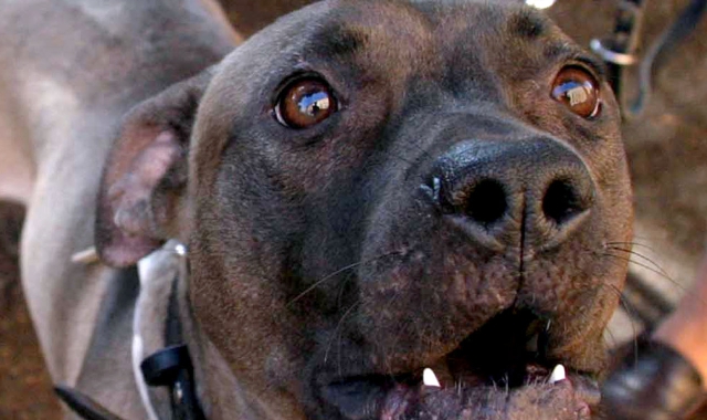 Cani aggressivi, due assalti