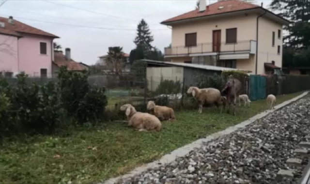 Alcuni dei pochi superstiti all’incidente di Gazzada, un gruppetto di pecore e un asinello (Blitz)
