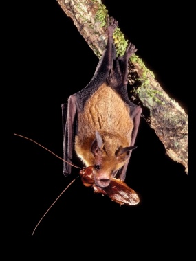 Francia: muore di rabbia dopo morso pipistrello, è rarissimo