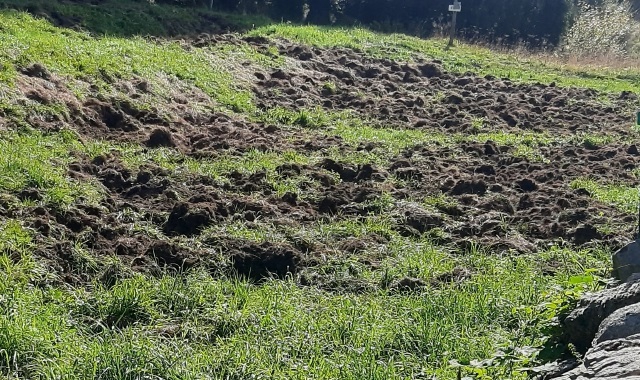 Le tracce lasciate nel terreno dai branchi di cinghiali (foto Blitz)