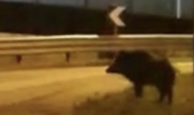 Un cinghiale a spasso per la città