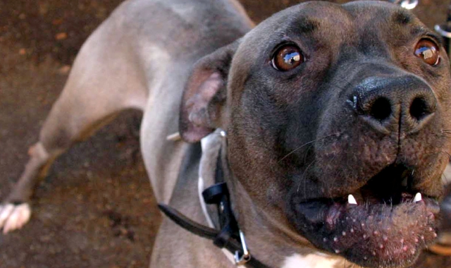 Morsicato da un cane mentre corre