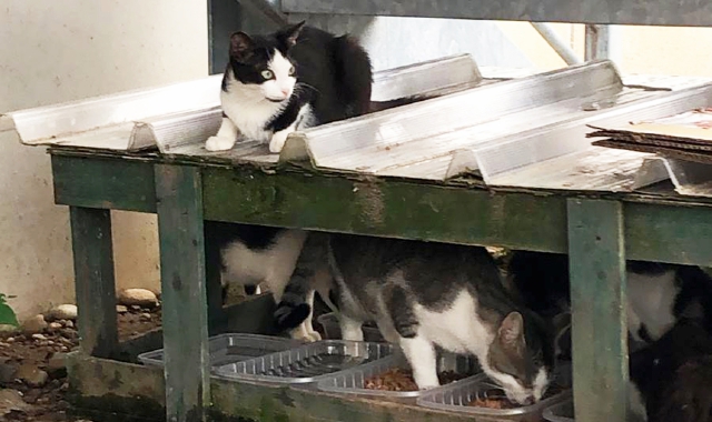 Trovati 4 gatti morti, indignazione e allarme