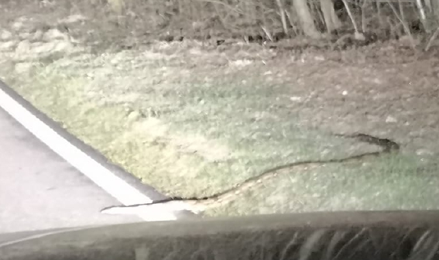 L’esemplare di boa constrictor avvistato a Viggiù (foto Redazione)