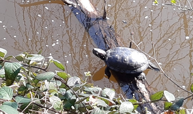Una delle tartarughe apparse nei giorni scorsi nell’oasi Boza (foto Blitz)