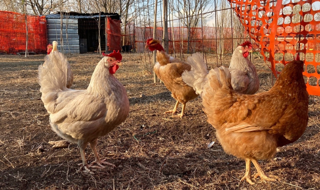 Le galline razzolano tranquille all’interno dell’ex Andrea Pensotti (Pubblifoto)